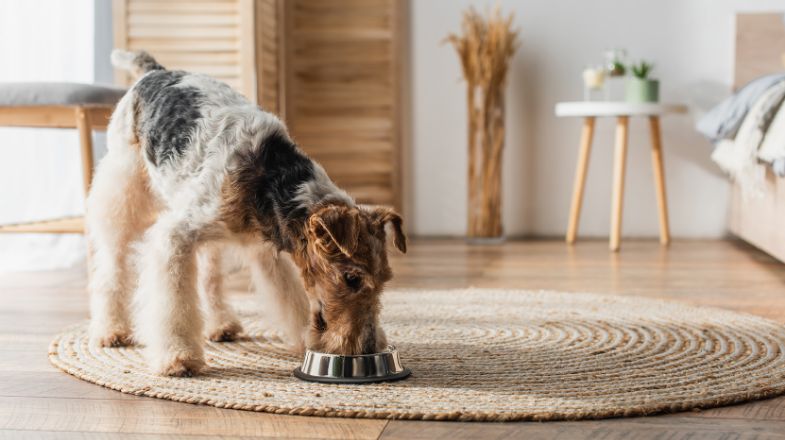 What you need to know about grain-free dog food