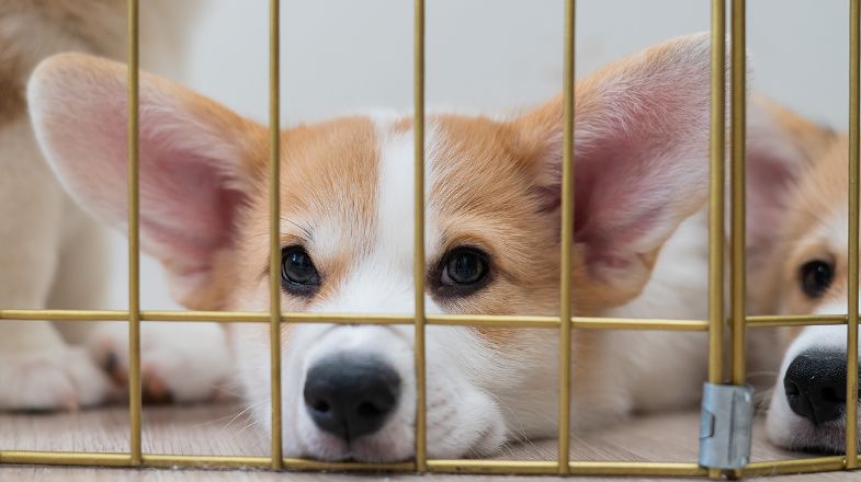 Containing Your Canine: Dog Gates and Pens