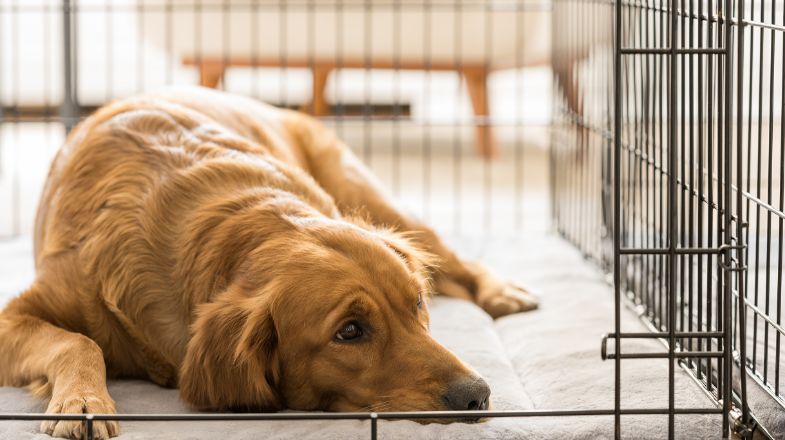 Benefits & Tips of Using Dog Crates & Dog Gates for Training