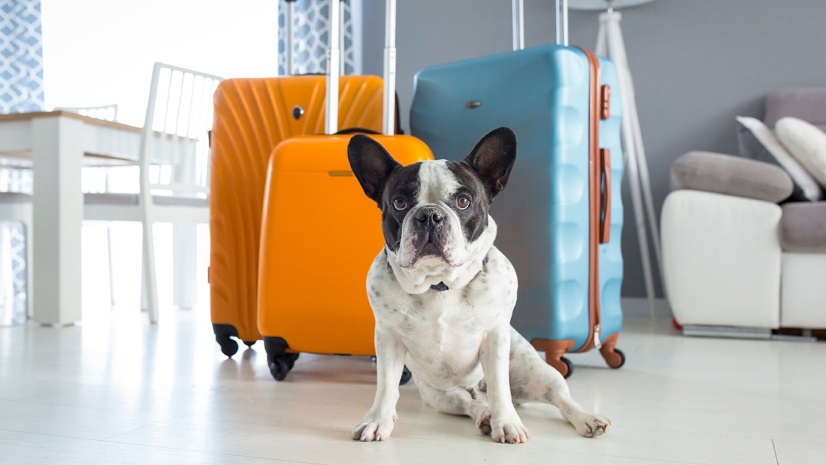 Photo of dog with 3 luggage