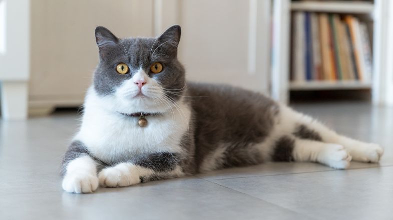 When Should I Change My Cat's Diet?