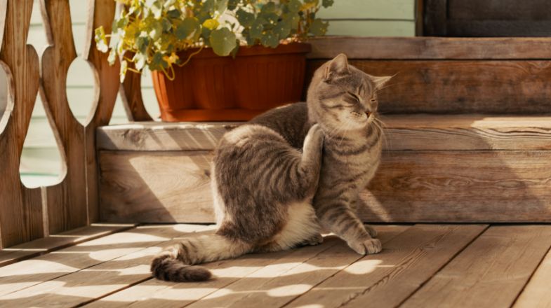 How to Get Rid of Cat Fleas and Keep Them Away