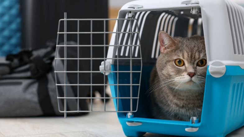 Bringing Home a New Cat or Kitten | PetSmart