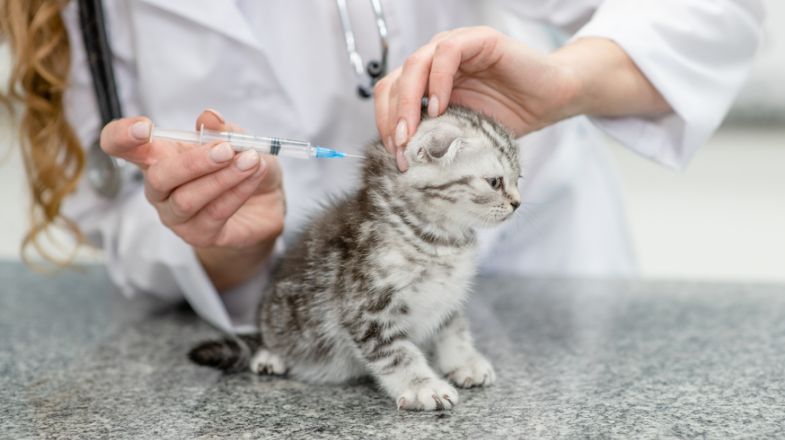 Cat Vaccinations: When Should Your Cat Get Them?
