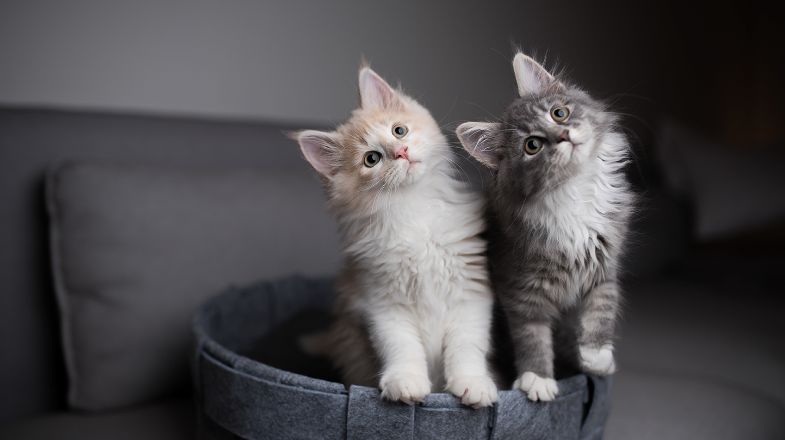 How to Kitten-Proof Your Home