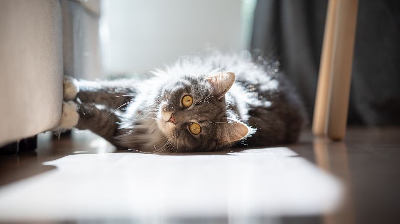 How to Stop Your Cat from Scratching the Furniture