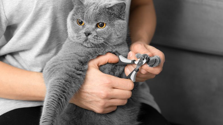 Should I Groom My Cat?