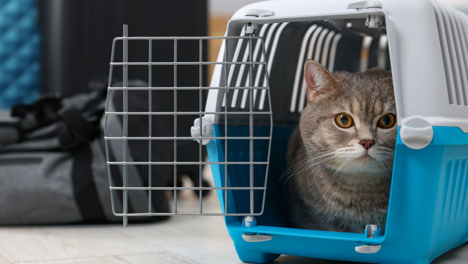 Article Hero Image Cat Carrier Travel