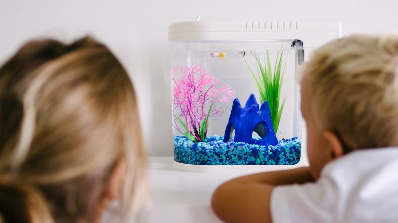 A Teacher's Guide to Having Classroom Pets