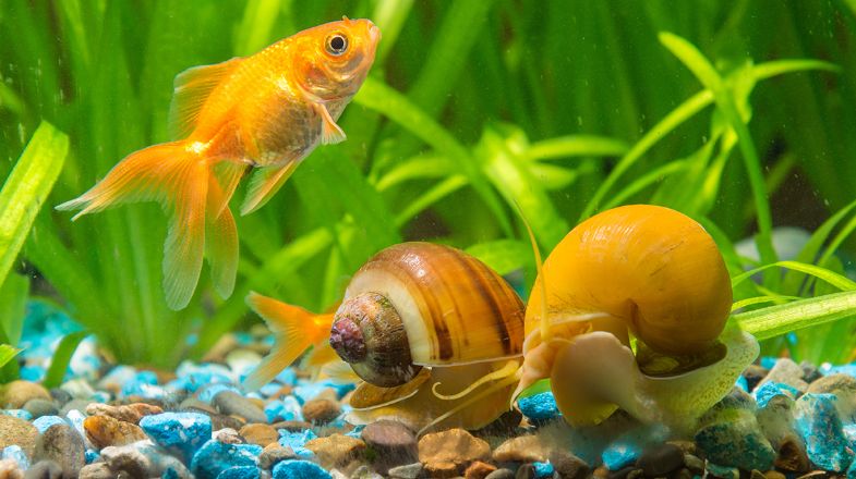A Set-up Guide for Your New Pet Snail, Shrimp or Crab