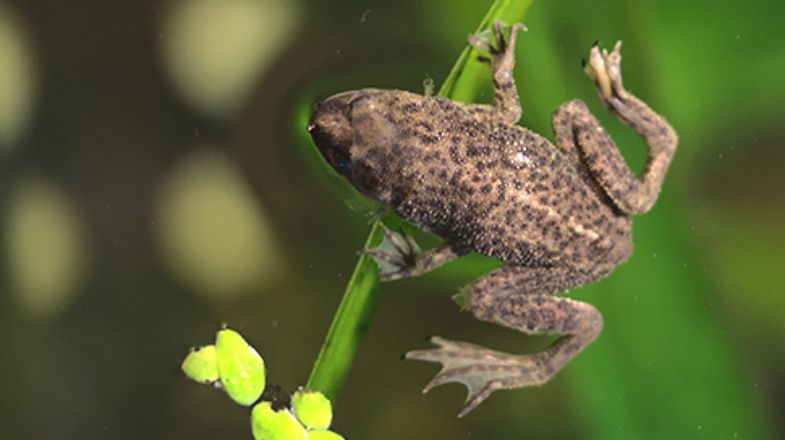 A Set-up Guide for New African Dwarf Frog Parents