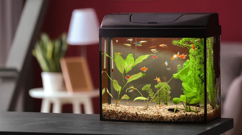Community Fish Care Guide