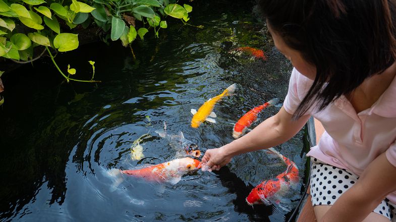 Koi Fish Care & Pond Guide: Tips for Caring for Your Koi Fish