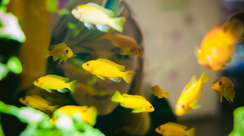 A Set-up Guide for Your New African Cichlid