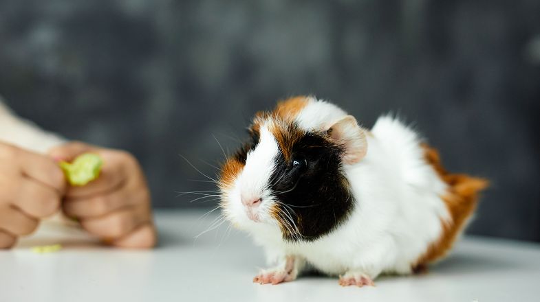 Picture of a tri-colored guinea pig