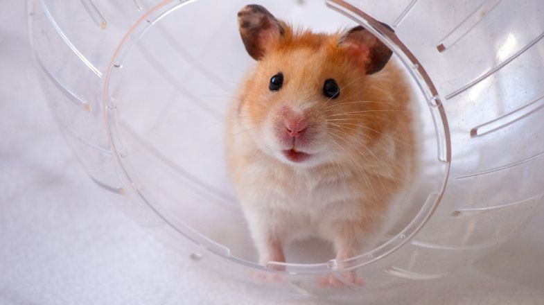hamster in ball