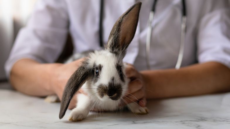 Rabbit Care Guide