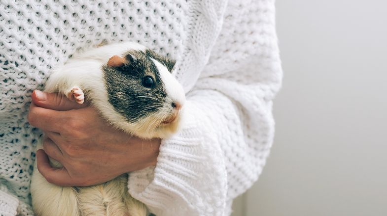 How to Take Care Of Your Guinea Pig