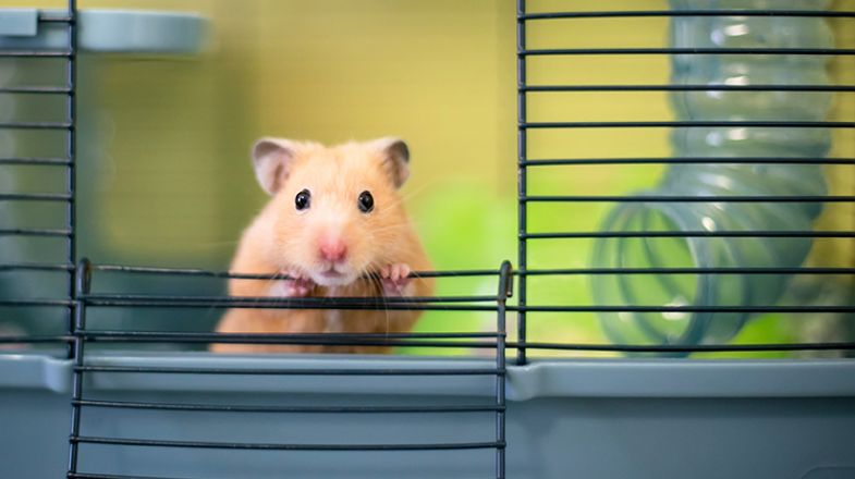 So, You Want a Hamster?