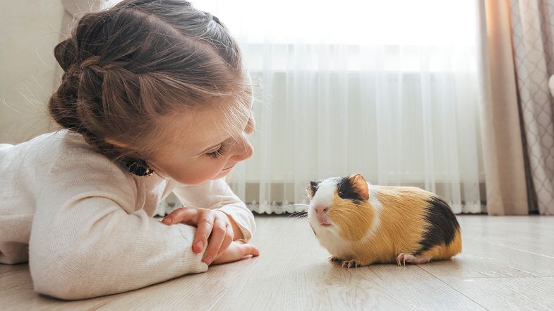 So, You Want a Pet Guinea Pig?