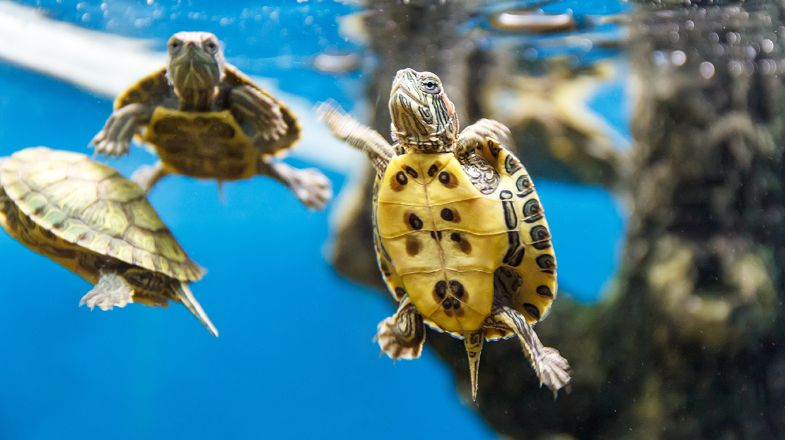 How to Take Care of an Aquatic Turtle