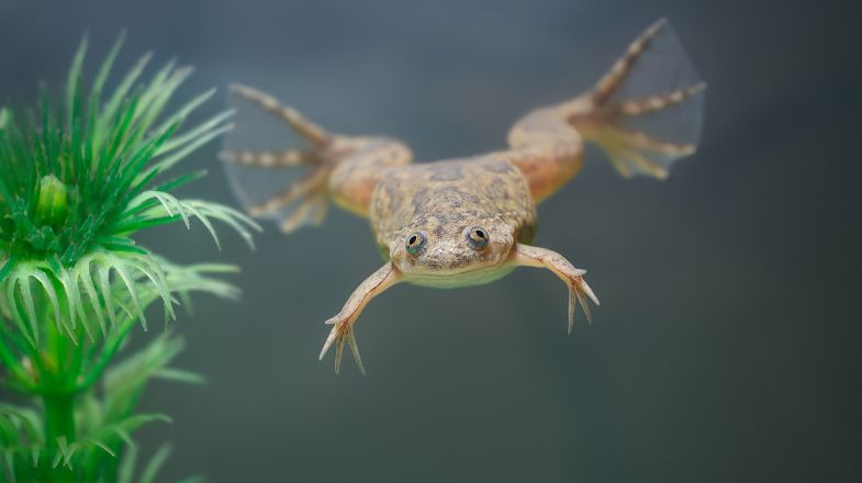 African Dwarf Frog Care Guide