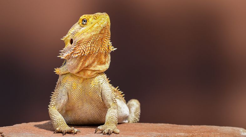 Bearded Dragon Care Guide