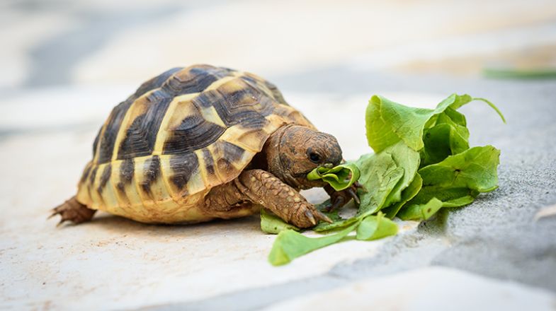 What Should I Feed My New Turtle or Tortoise?