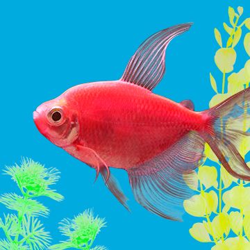 Image of live GloFish 