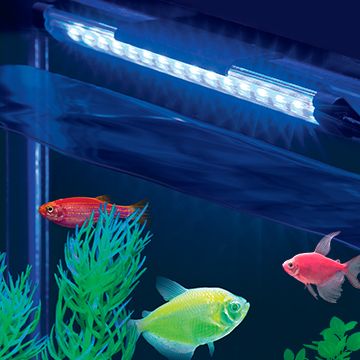 Image of GloFish swimming in tank with fish tank light