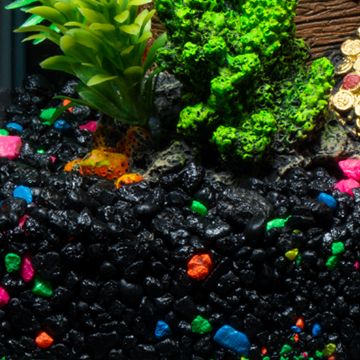 Petsmart glofish cheap tank