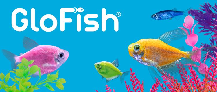 Image of fish swimming through plants with GloFish logo
