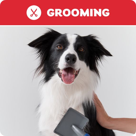 Grooming logo and a dog getting a bandana put on them by a salon associate