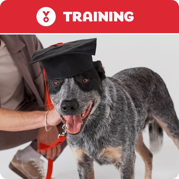 Training logo and a dog wearing a graduation cap