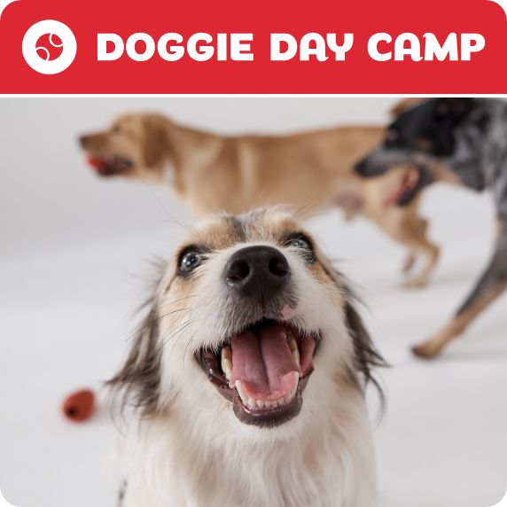 Doggie Day Camp logo and a Camp Counselor playing ball with a dog
