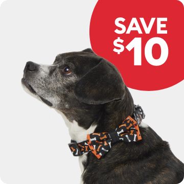 Save $10 callout and a dog wearing a Halloween collar