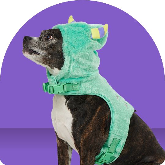 Dog wearing a Halloween harness