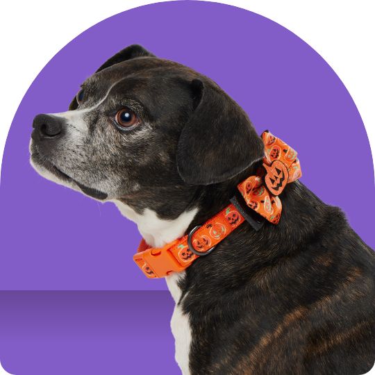 Dog wearing an orange pumpkin bowtie collar