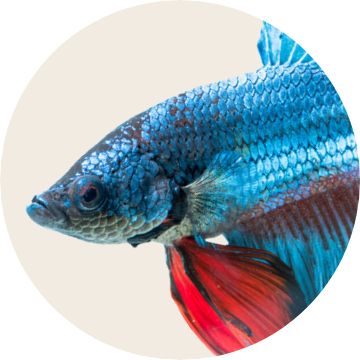 betta fish