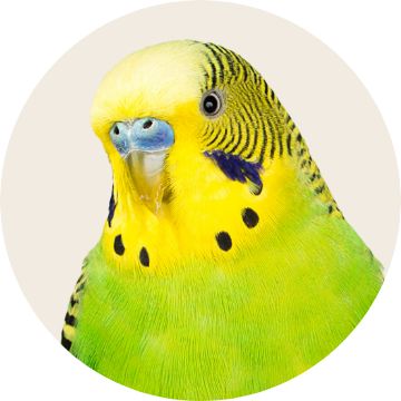 Image of a bird