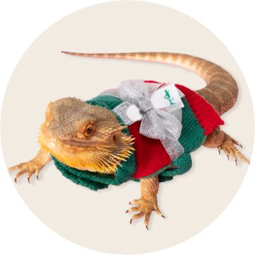 Image of a reptile