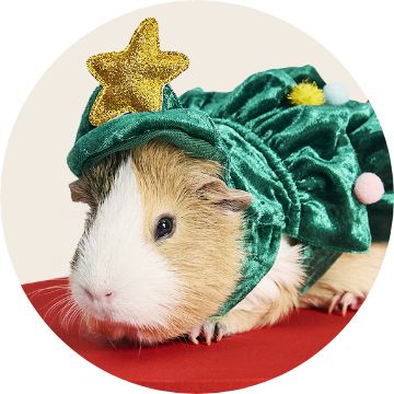 Small pet in holiday costume