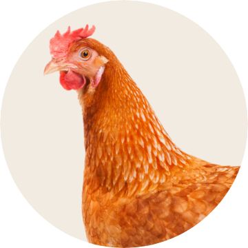 Image of a chicken