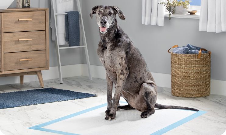 Dog sitting on a potty pad