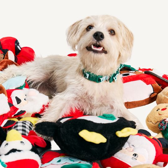 Dog laying in a pile of holiday toys