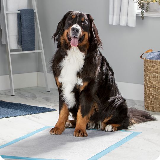 Dog sitting on a potty pad in a bathroom