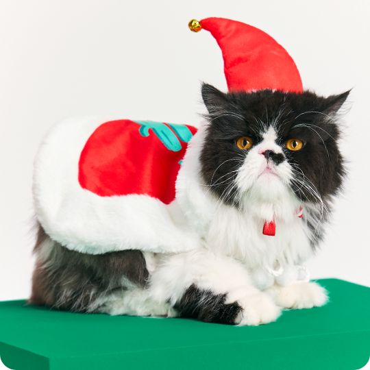 A cat wearing an Santa's helper costume