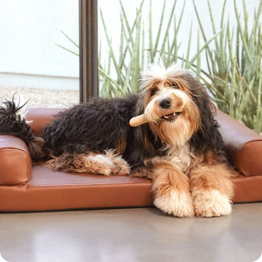 Dog laying on a bed with a bone in their mouth