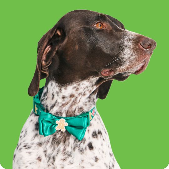 Dog wearing a green bowtie collar with a gingerbread man