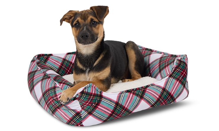 Dog laying in a plaid bed